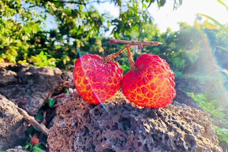 海口火山荔枝鮮紅飽滿。姚妙娟攝