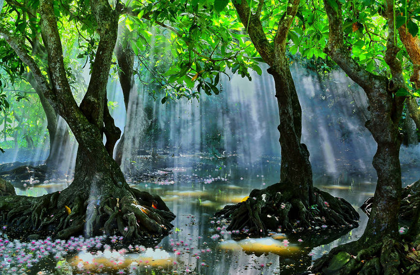 儋州市中和镇七里村这片玉蕊林生长在淡水河边，树龄约有几百年，是古玉蕊林群落，在国内也少见。洪应才摄