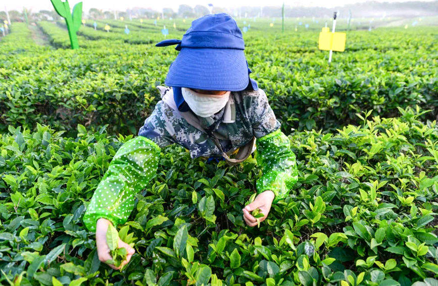 茶農正忙著採摘夏秋茶。白沙在線供圖