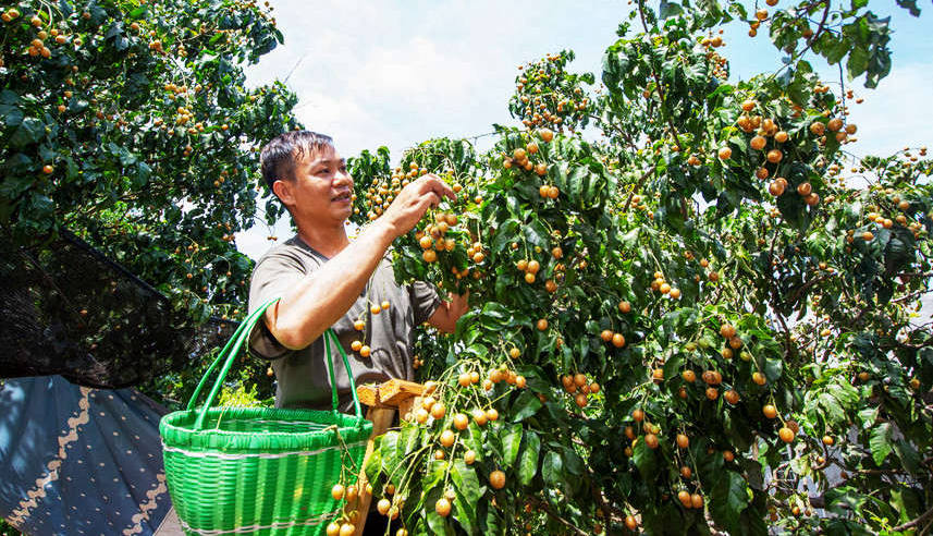 海南：萬畝黃皮上市 果農喜迎豐收