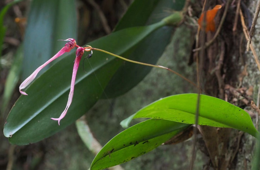 霸王嶺國家級自然保護區有大量珍貴的熱帶植物。盧剛攝