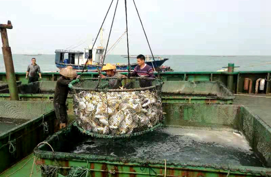 臨高深水網箱養殖的金鯧魚大部分用於出口。劉彬宇攝