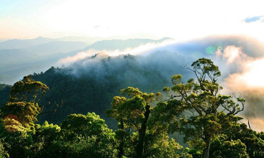 “森”动之美！领略海南热带雨林国家公园风光