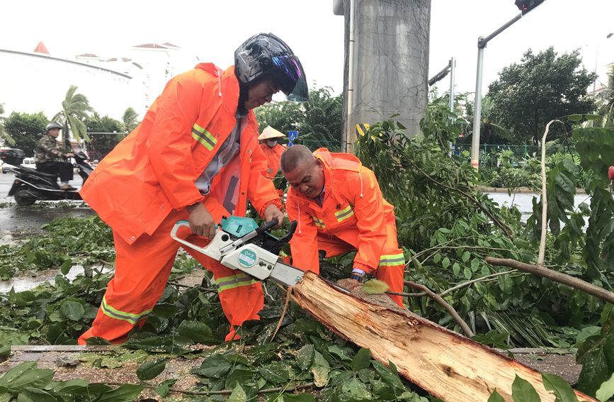 13日，受台風“圓規”影響，環衛工人對刮倒的樹木進行割切。