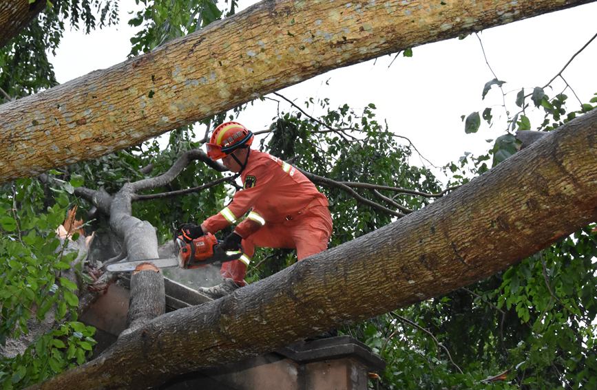 13日，文昌市文城鎮30多米高的樹木被台風攔腰折斷，導致民房被壓受損。文昌消防救援人員使用機動鏈鋸對倒塌的樹木進行分割、移動。