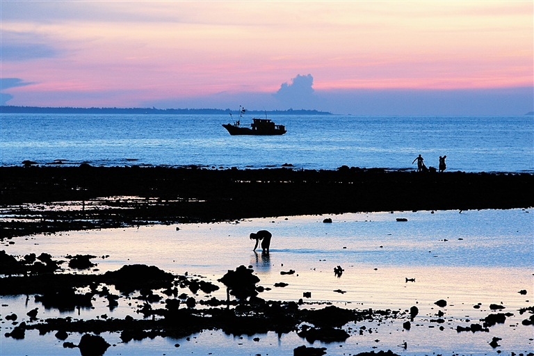 在海邊，迎著夕陽趕海，在如畫風景中收獲海鮮。 張杰攝