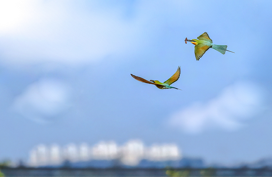 海南：濕地保護留住“中國最美小鳥”