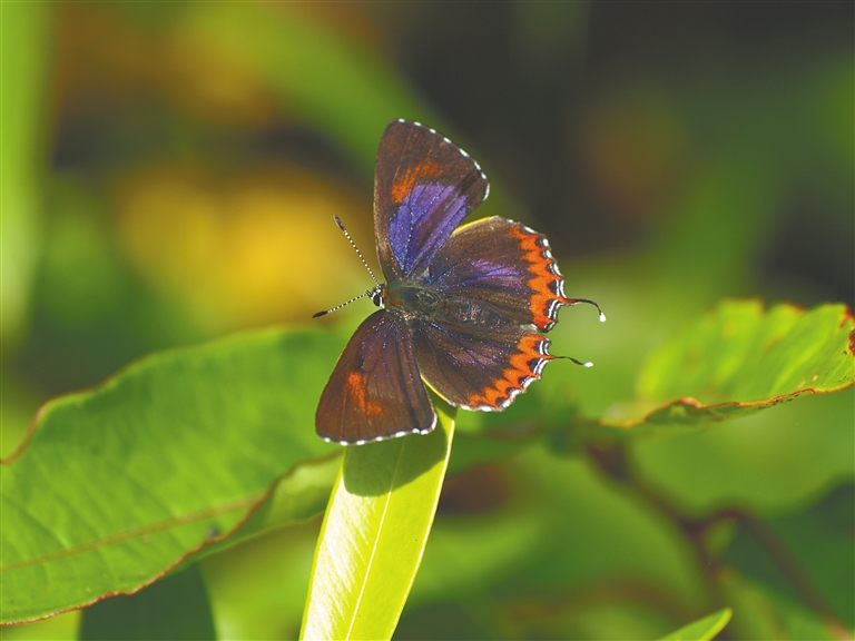 生活在海南熱帶雨林國家公園的彩灰蝶