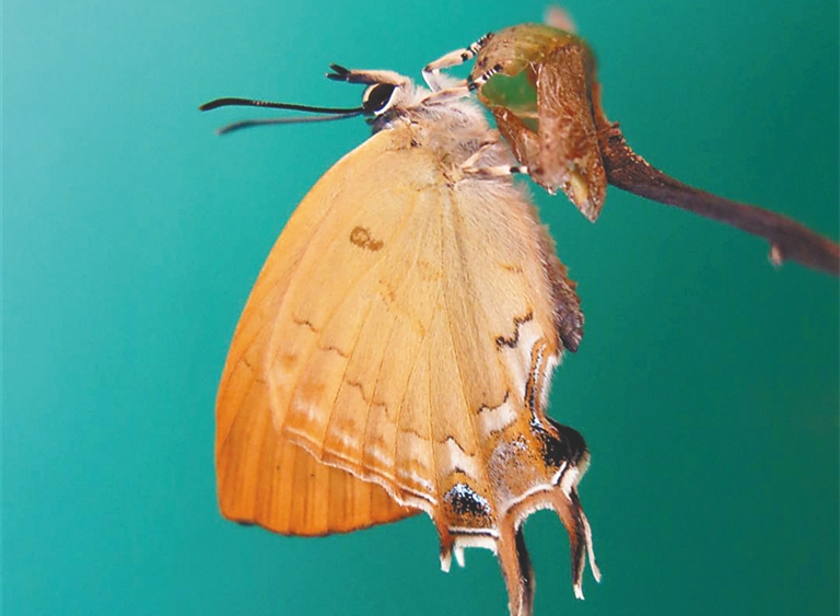 灰蝶體型小巧，斑紋精致，可觀賞性與其他大型蝴蝶比起來其實毫不遜色。