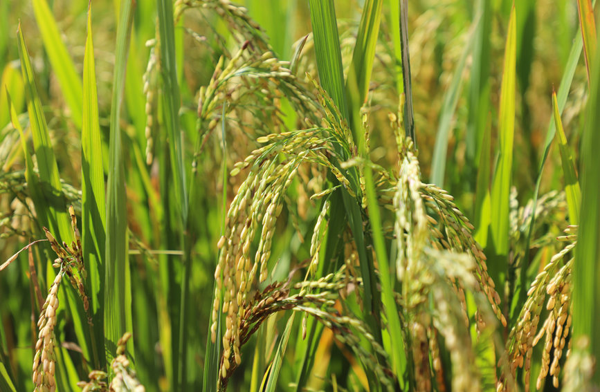 田間的水稻顆粒飽滿。人民網 牛良玉攝