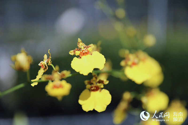 兰花基地种植的兰花开的正艳。人民网 符武平摄