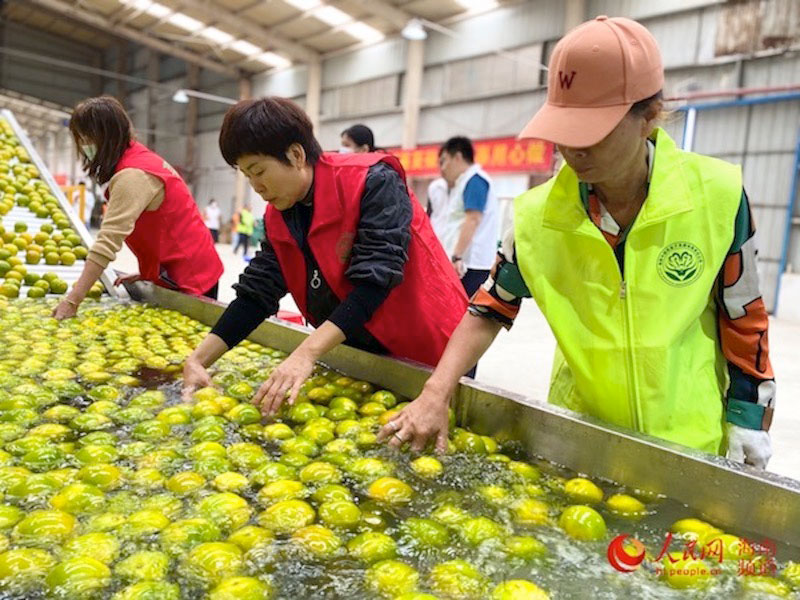 工作人員對收購來的綠橙進行清洗。人民網 李浩蓉攝