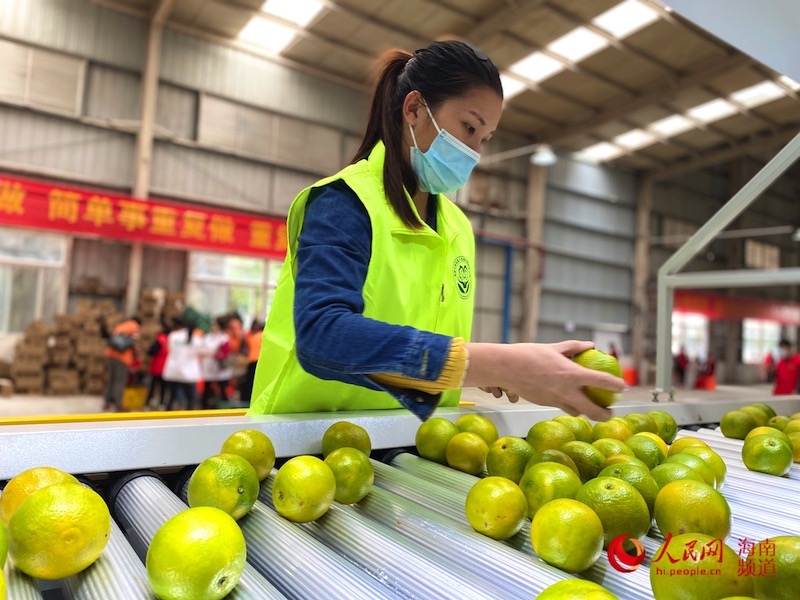 工作人員正在分揀綠橙。人民網 李浩蓉攝