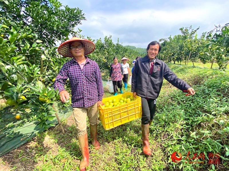 農戶搬運新鮮採摘的綠橙。人民網 李浩蓉攝