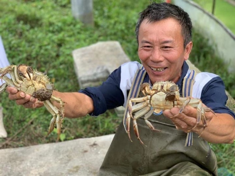 “鱼光互补”基地农户收获螃蟹
