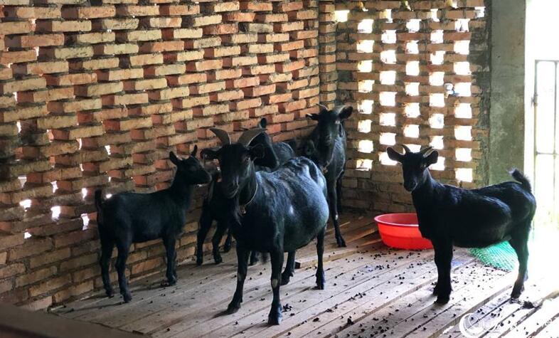 定安：发力黑山羊养殖产业 助力村民腰包鼓起来