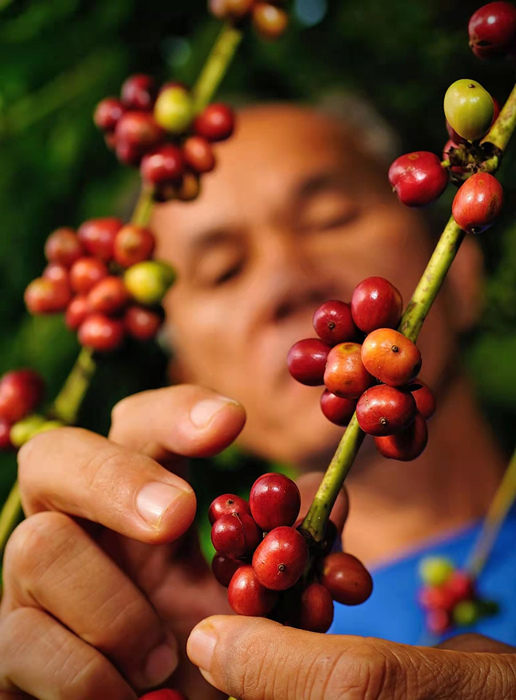 種植農戶正在採摘咖啡豆。隆苑咖啡園供圖