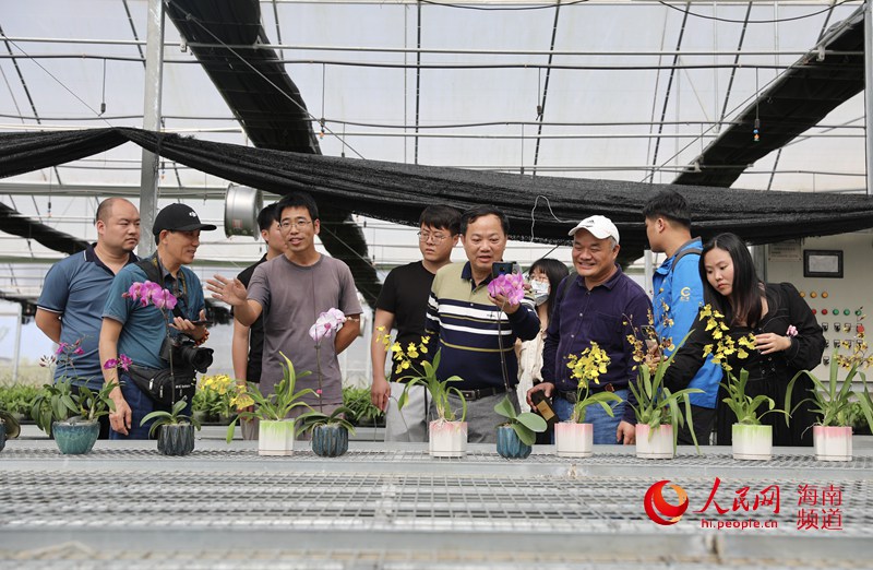 媒体记者探访新园兰花种植基地