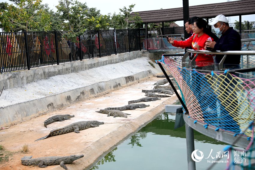海南鱷珍鱷魚觀光園，人們和鱷魚“零距離”邂逅。人民網記者 毛雷攝