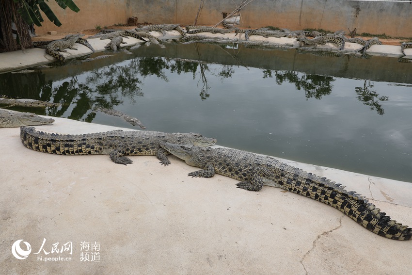 海南鱷珍鱷魚觀光園裡的鱷魚。人民網記者 毛雷攝