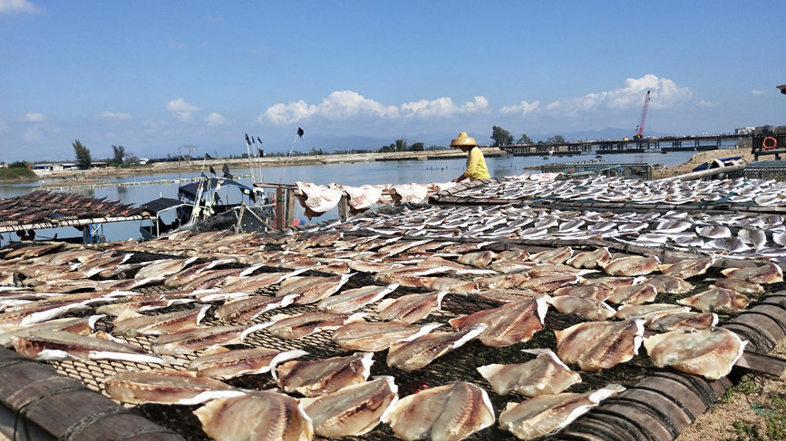 海南樂東望樓港社區的漁民將豐收的海魚切剪成各種形狀，平攤在漁網上進行晾晒，不時散發出濃濃的咸香。柯維龍攝