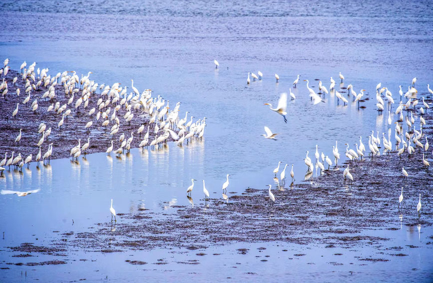 2022年海南越冬水鳥調查於1月7日至9日在全島范圍內開展。石中華攝