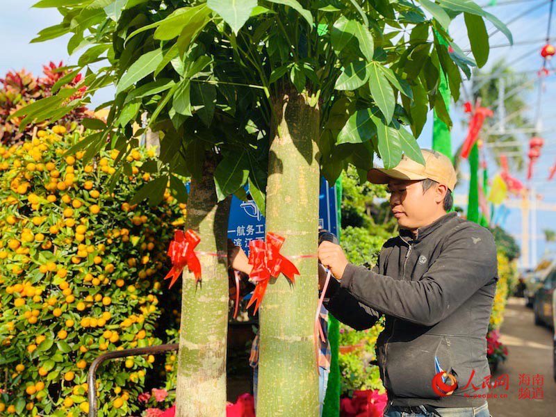 發財樹系上紅絲帶增添“年味”。人民網 李浩蓉攝