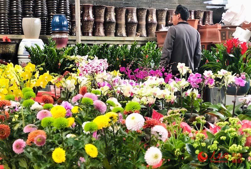 市民在新春花市上挑選花卉。人民網 宋彤桐攝