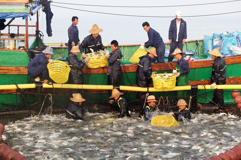 工人將深水網箱裡養殖的海魚撈出裝船。臨高網信辦供圖