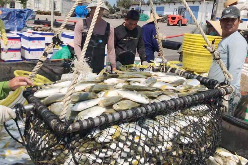 深水網箱養殖基地的金鯧魚被撈出，將通過冷鏈物流配送到國內各大商超。臨高網信辦供圖