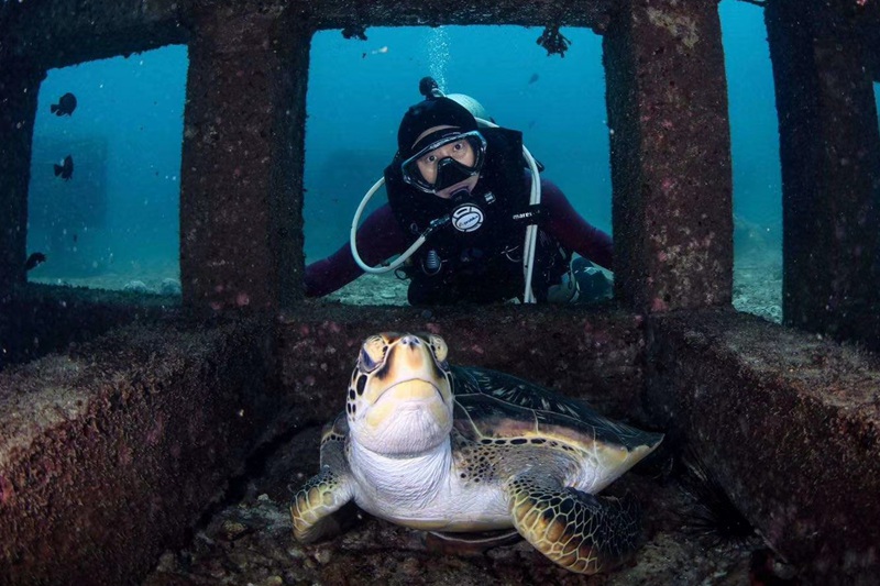 海龜已經在人工魚礁內棲息。 三亞蜈支洲島旅游區供圖