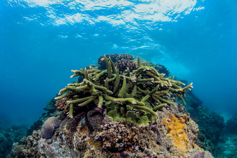 海底珊瑚。三亞蜈支洲島旅游區供圖