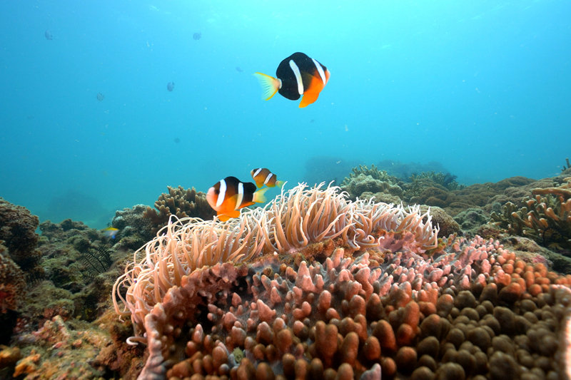 海底珊瑚。 三亚蜈支洲岛旅游区供图