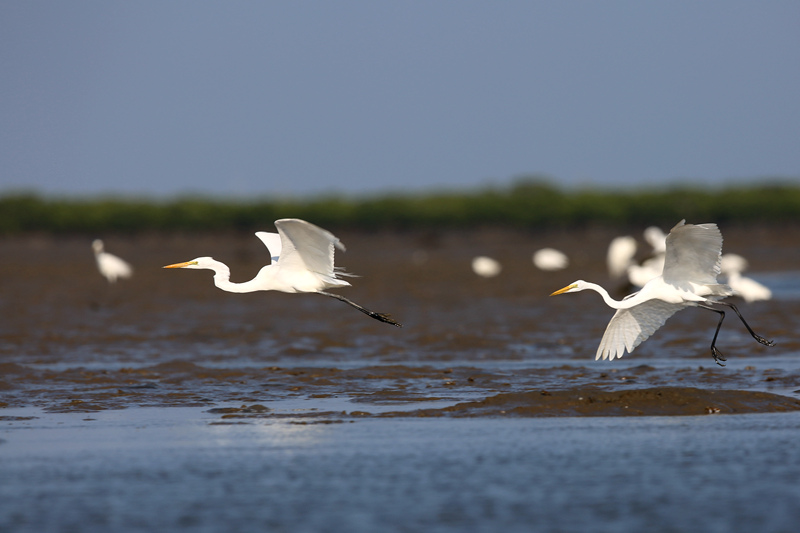 海南东寨港国家级自然保护区内鸟类繁多。 冯尔辉摄