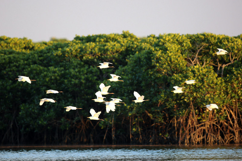 海南东寨港国家级自然保护区内鸟类繁多。 冯尔辉摄