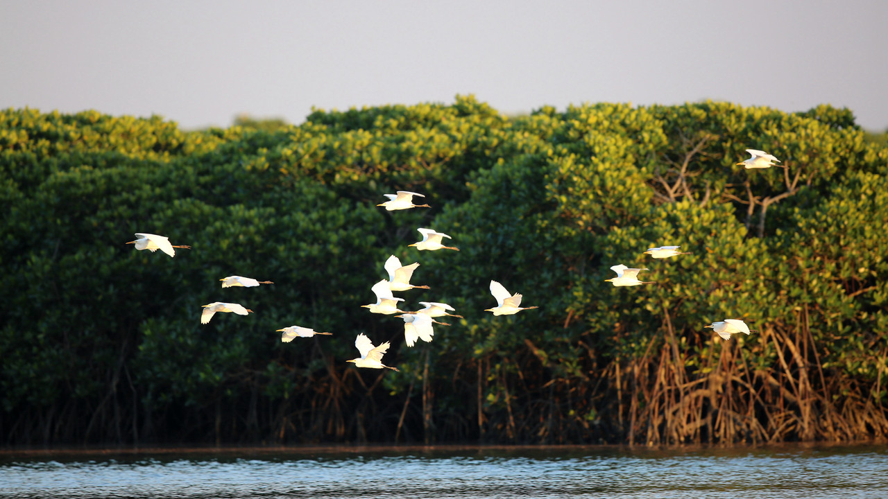 海南东寨港国家级自然保护区内鸟类繁多