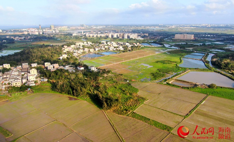 航拍海口市江東新區田地。人民網 符武平攝