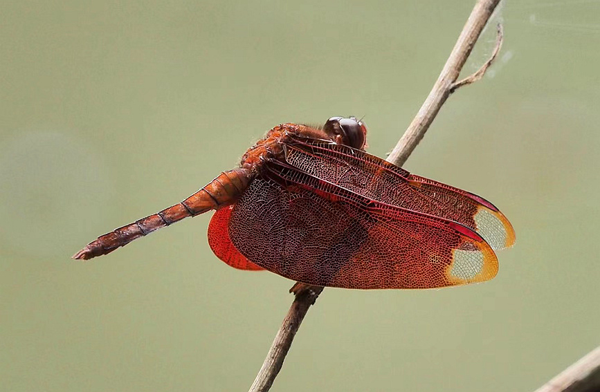 ߣ롶ȻˡIUCNver 3.12009ɫ¼RED LIST¬