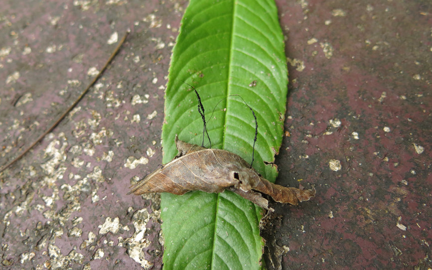 雪香蘭葉生炭角菌（Xylaria hedyosmicola）。中國熱帶農業科學院熱帶生物技術研究所供圖