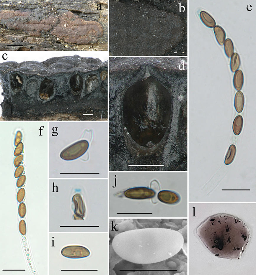 海南炭團菌（Hypoxylon hainanense）。中國熱帶農業科學院熱帶生物技術研究所供圖