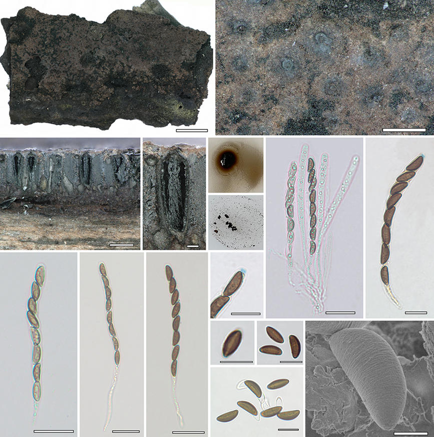 尖峰嶺炭團菌（Hypoxylon jianfengense）。中國熱帶農業科學院供圖