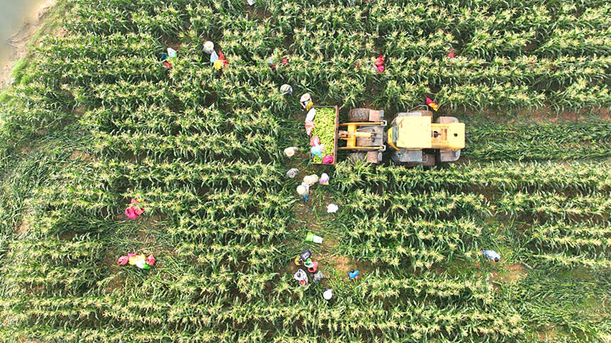 海南昌江黎族自治县石碌镇尖岭村村民在收割玉米。王玉东摄