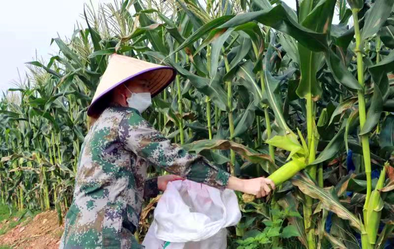 村民们穿行在绿油油的玉米地里，熟练地掰下一颗颗成熟的玉米放入袋中。冯定坤摄