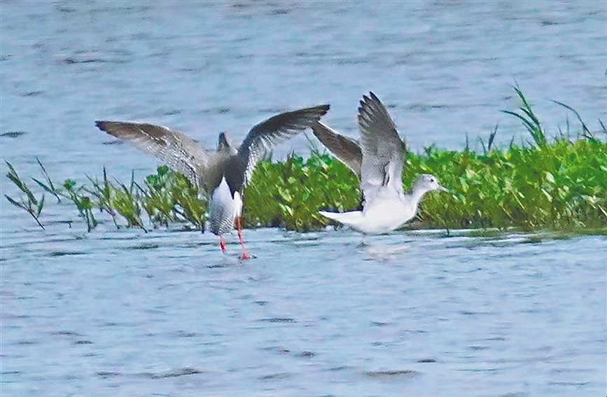 近日，在昌江海尾國家濕地公園（試點）被記錄的鶴鷸。昌江海尾國家濕地公園（試點）管理中心供圖