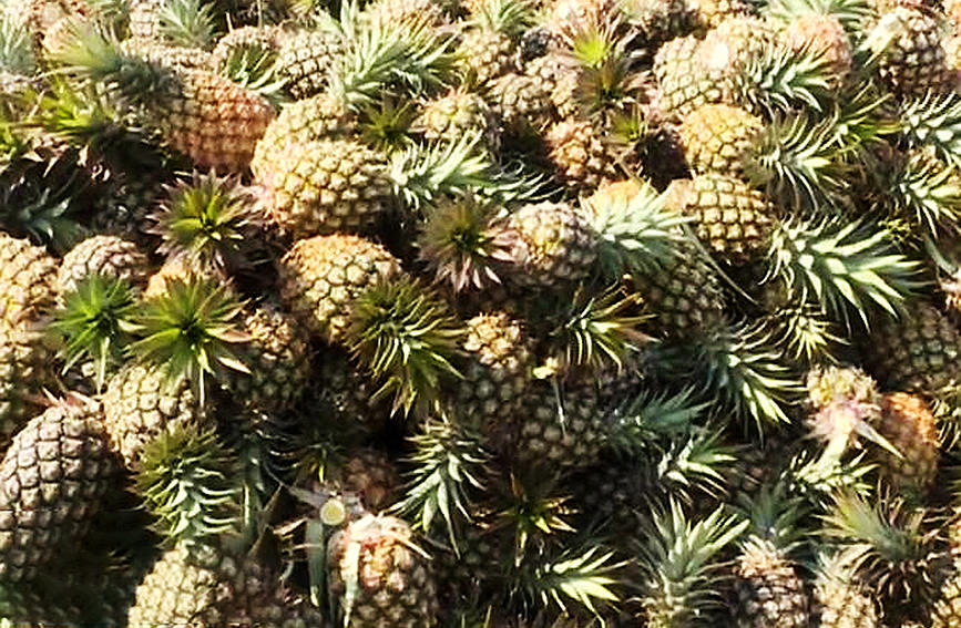 1.3萬畝菠蘿迎來豐收。昌江融媒體中心供圖