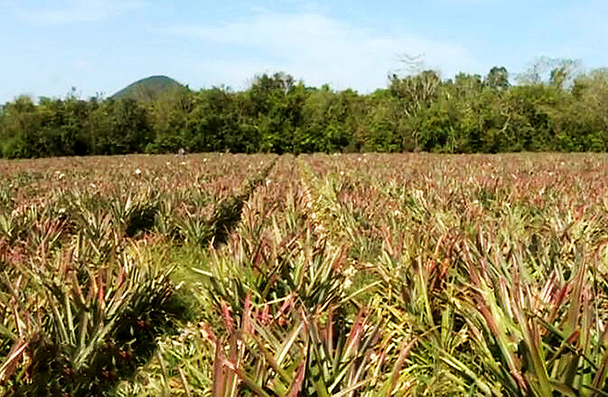 眼下又是昌江黎族自治縣十月田鎮好清村香水菠蘿上市的季節，1.3萬畝菠蘿迎來豐收。昌江融媒體中心供圖