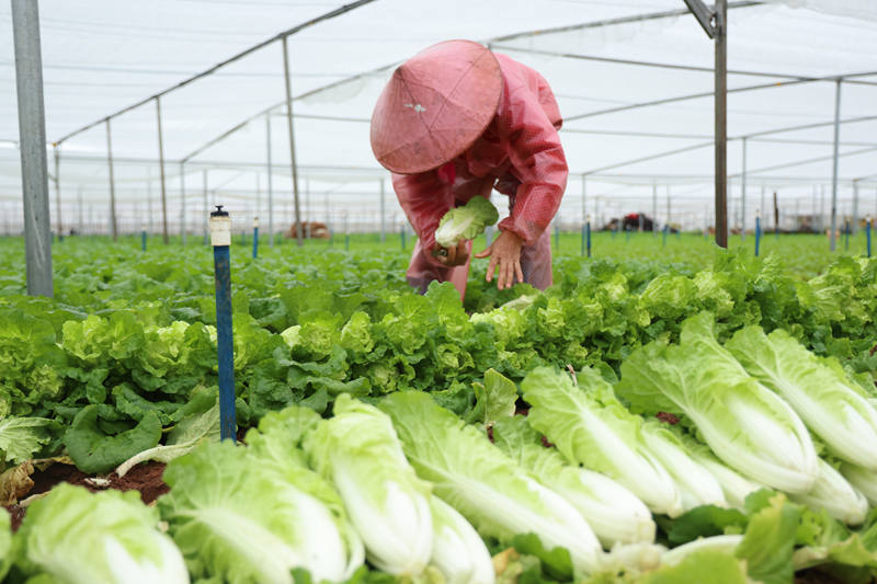 菜農整在蔬菜基地內作業。 劉偉攝