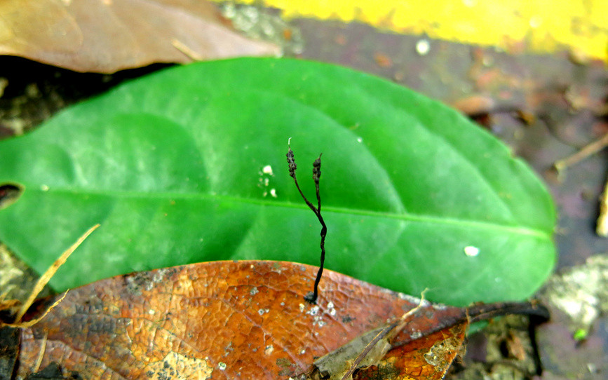海南大头茶叶生炭角菌（Xylaria polysporicola）。中国热带农业科学院热带生物技术研究所供图