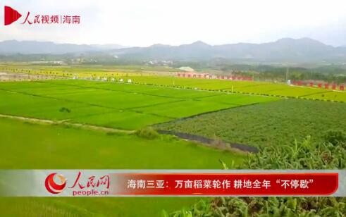 海南三亚：万亩稻菜轮作 耕地全年“不停歇”