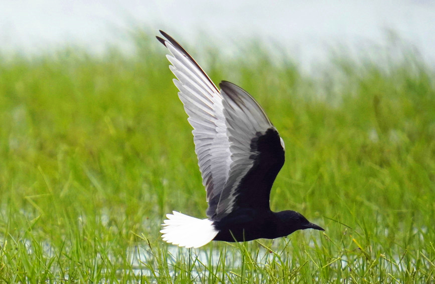 海尾國家濕地公園（試點）中的白翅浮鷗。薛美麗攝